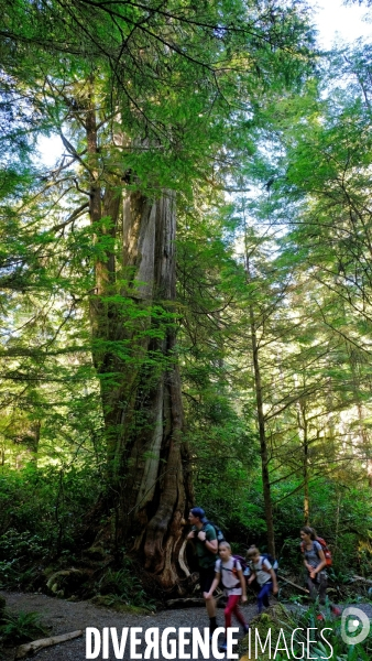 Le parc national du Pacific Rim sur l  île de Vancouver