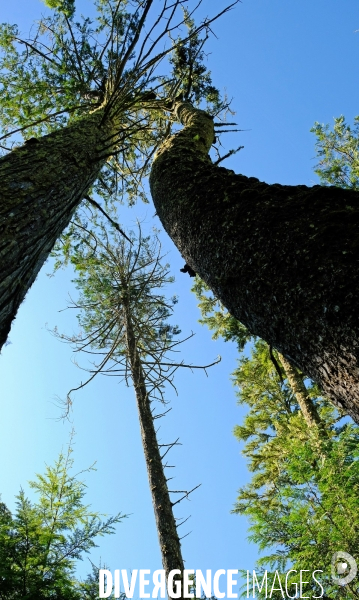 Le parc national du Pacific Rim sur l  île de Vancouver