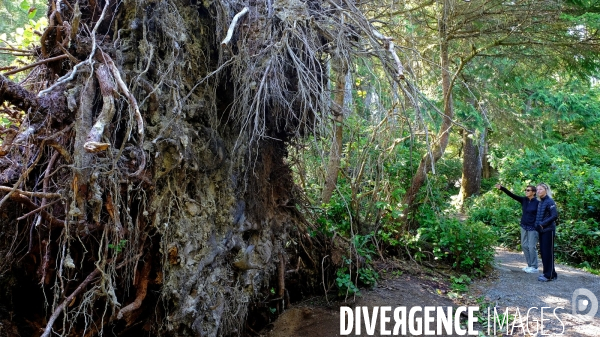 Le parc national du Pacific Rim sur l  île de Vancouver