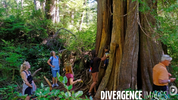 Le parc national du Pacific Rim sur l  île de Vancouver