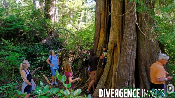 Le parc national du Pacific Rim sur l  île de Vancouver