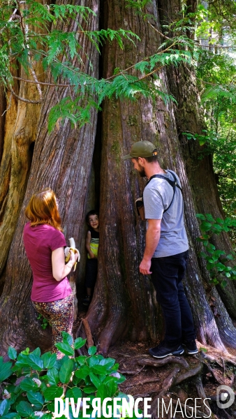 Le parc national du Pacific Rim sur l  île de Vancouver