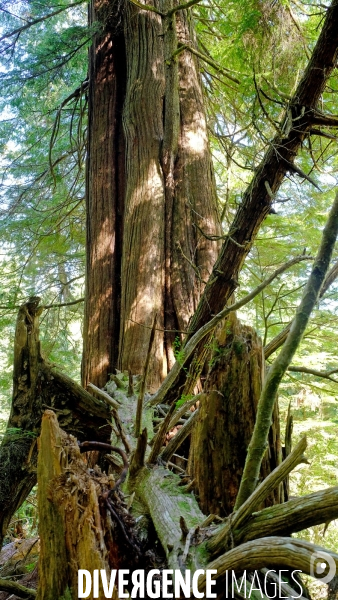 Le parc national du Pacific Rim sur l  île de Vancouver