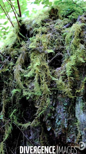 Le parc national du Pacific Rim sur l  île de Vancouver