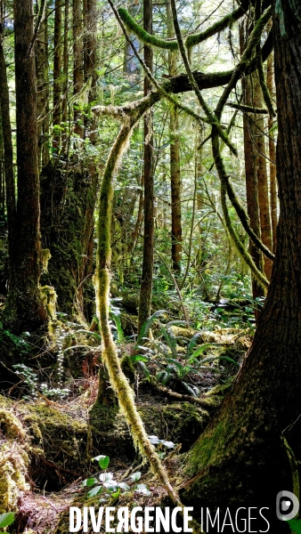 Le parc national du Pacific Rim sur l  île de Vancouver