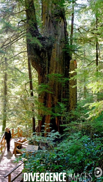 Le parc national du Pacific Rim sur l  île de Vancouver