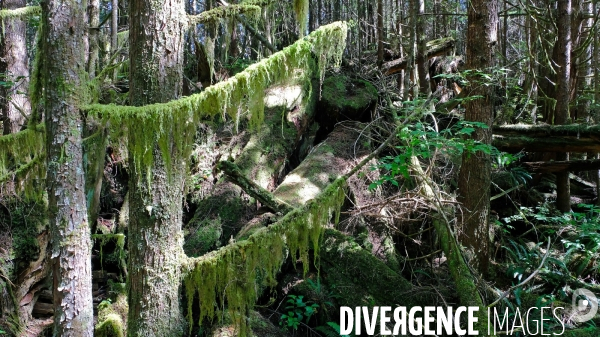 Le parc national du Pacific Rim sur l  île de Vancouver