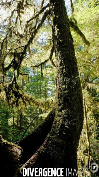 Le parc national du Pacific Rim sur l  île de Vancouver