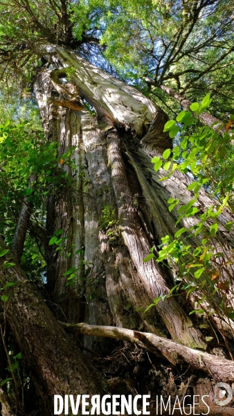 Le parc national du Pacific Rim sur l  île de Vancouver