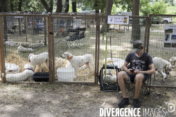 Chasse à courre et chien de chasse