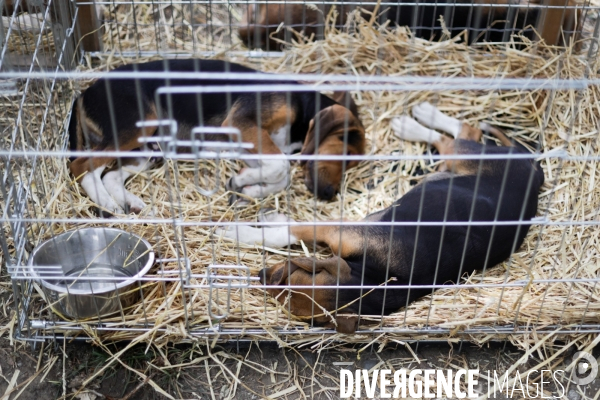 Chasse à courre et chien de chasse