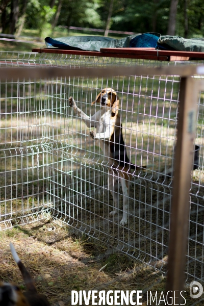 Chasse à courre et chien de chasse