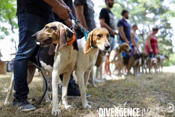 Chasse à courre et chien de chasse