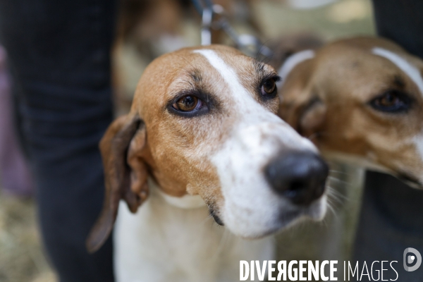 Chasse à courre et chien de chasse