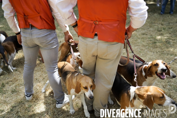 Chasse à courre et chien de chasse