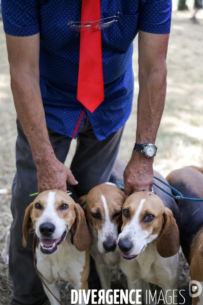 Chasse à courre et chien de chasse