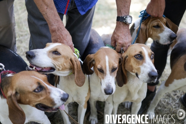 Chasse à courre et chien de chasse