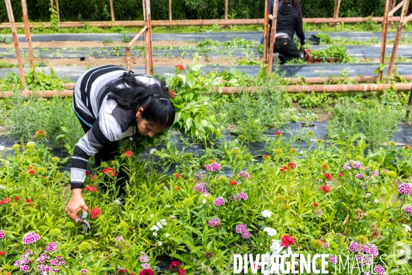 Fleurs de Cocagne