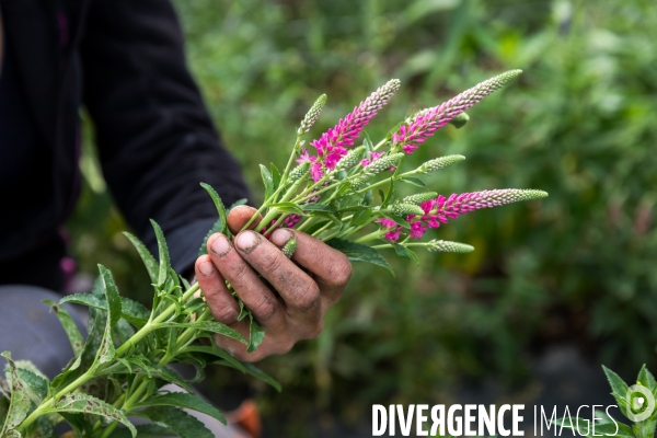 Fleurs de Cocagne