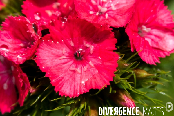 Fleurs de Cocagne