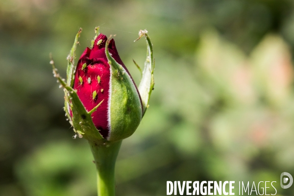 Fleurs de Cocagne