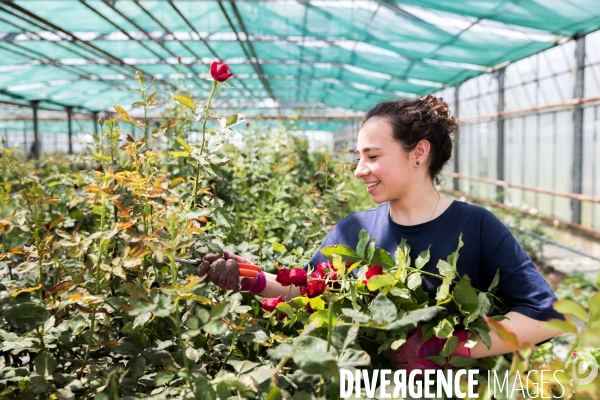 Fleurs de Cocagne