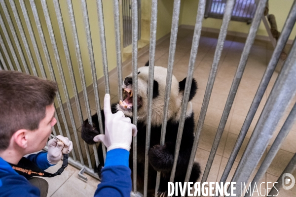 Le service vétérinaire du zoo parc de Beauval