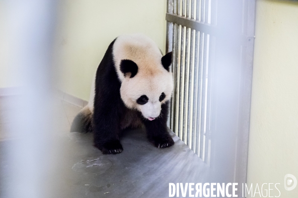 Le service vétérinaire du zoo parc de Beauval