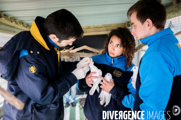 Le service vétérinaire du zoo parc de Beauval