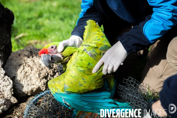 Le service vétérinaire du zoo parc de Beauval