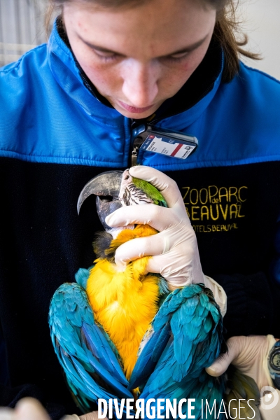 Le service vétérinaire du zoo parc de Beauval