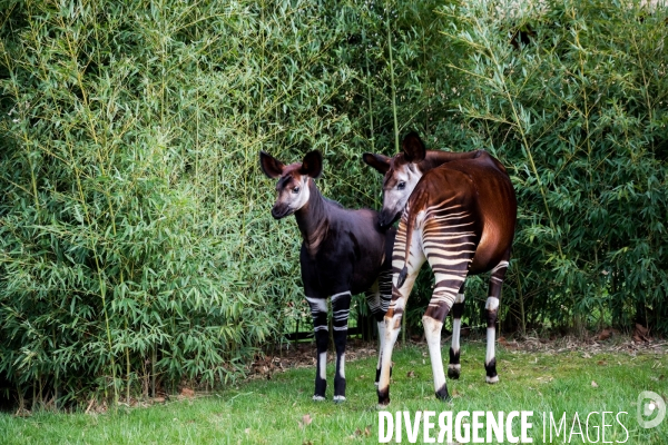 Le service vétérinaire du zoo parc de Beauval