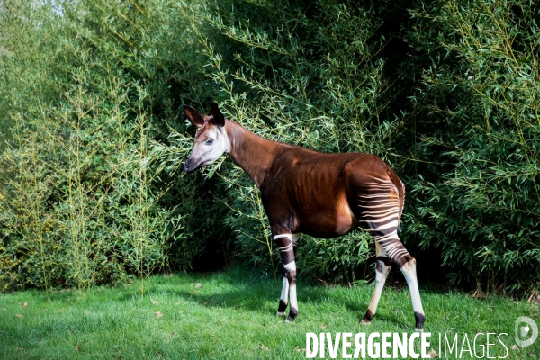 Le service vétérinaire du zoo parc de Beauval