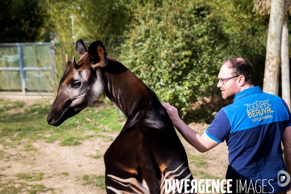 Le service vétérinaire du zoo parc de Beauval