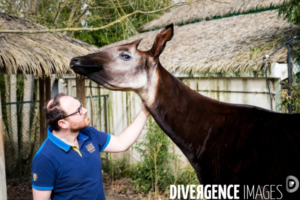 Le service vétérinaire du zoo parc de Beauval