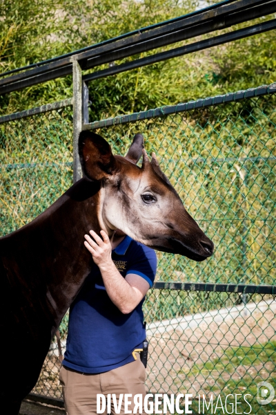 Le service vétérinaire du zoo parc de Beauval