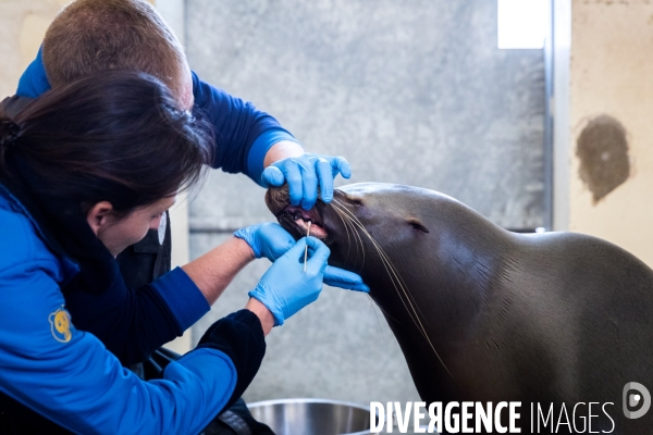 Le service vétérinaire du zoo parc de Beauval