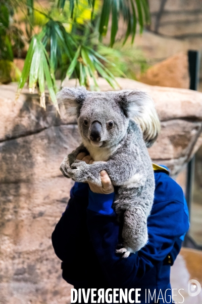 Le service vétérinaire du zoo parc de Beauval