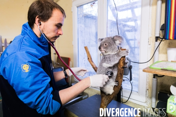 Le service vétérinaire du zoo parc de Beauval