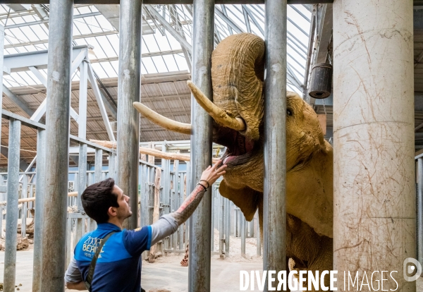 Le service vétérinaire du zoo parc de Beauval