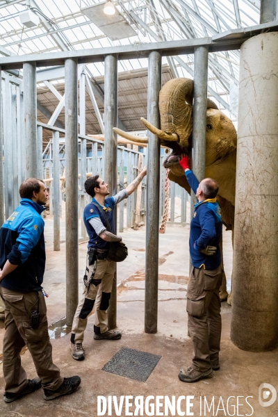 Le service vétérinaire du zoo parc de Beauval