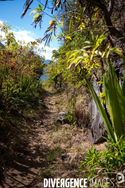 Illustration Ile de La Reunion