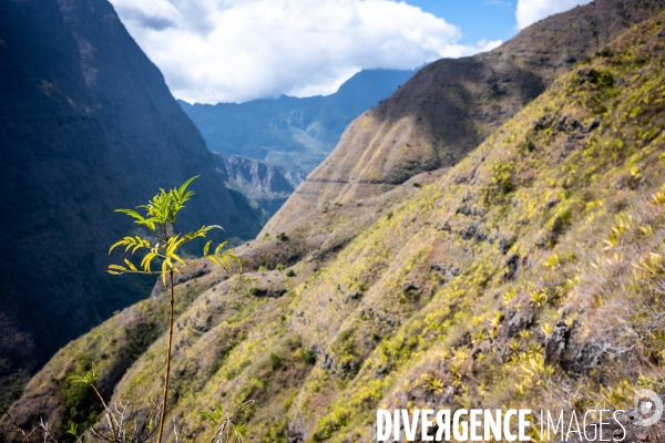 Illustration Ile de La Reunion