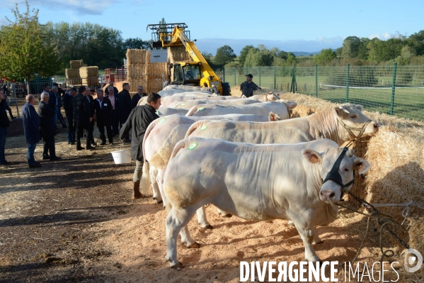 Fête du Charolais