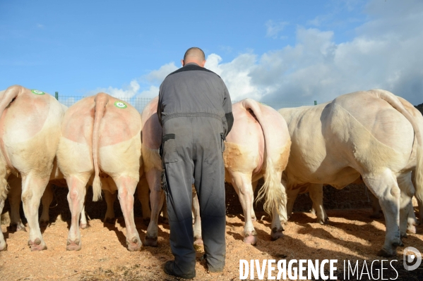 Fête du Charolais