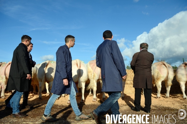 Fête du Charolais