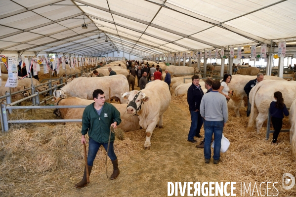 Fête du Charolais