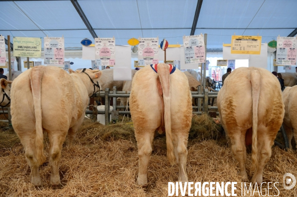 Fête du Charolais