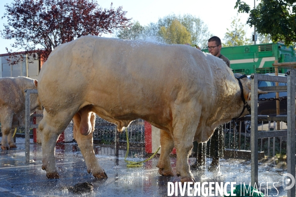 Fête du Charolais