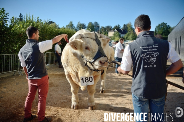 Fête du Charolais